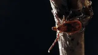 How to stay safe from mosquitoes, ticks in Michigan