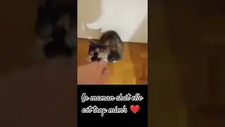 @MythMega-VOD on est d'accord elle est trop mim's la maman chat ❤️