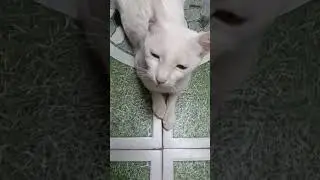 #cat #funny#nice #viral shorts