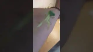 L4 Giant Shield Mantis