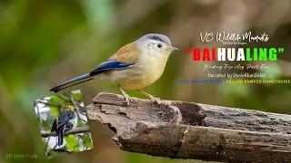 Baoshan Baihualing Birding vLOG Part Five Jan 2026