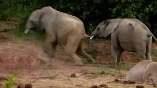 Addo Elephant Park, South Africa - Mocking Elephant Kids - Funny Animals - Freche Elefantenkinder