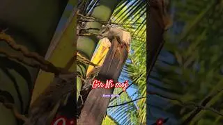 Gir Ni moj 🌳 Gir wildlife #girjungle #wildlife #shorts #viralmusic #animals #animalshorts #જંગલ