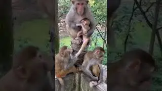 #monkey #animals #lovableanimals #shorts