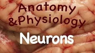 Nervous System : Neurons (10:02)