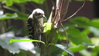 Japanese Pygmy Woodpecker