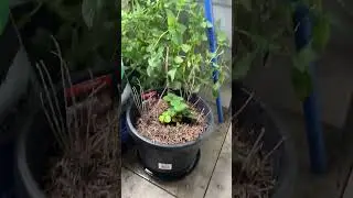 Cleaning up my home and getting back into planting my garden out.
