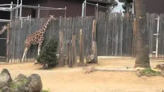 Maggie the baby giraffe at Oakland Zoo