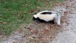Skunk on a mission