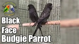 Black Face Black Wing Budgie Parrots | Black Face Black wing gray Budgie Parrots| FS Aviary Official