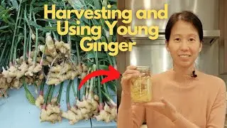 Huge Harvest of Young Ginger Root || How to Make Pickled Ginger (Gari)