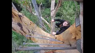 Climbing Huge Karri Trees I Western Australia
