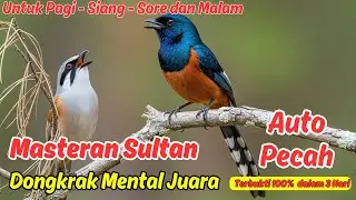 Pancingan Murai Batu Nembak Ngebren Ngeri Bikin Ngamuk