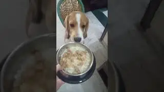 #shorts beagle puppy beagle dog SIMMBA d beagle eating lunch, 🐕😋😘beagle puppy
