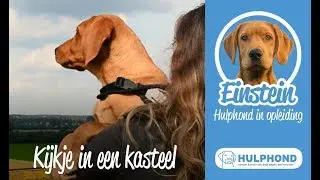 EINSTEIN #5 | Kijkje in een kasteel | Hulphond Nederland