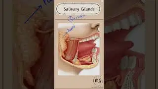~About Salivary Glands #shorts #shortvideo #educational #salivaryglands #class10 #biology