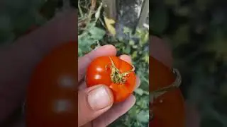Compost tomatoes 🤙🏻
