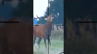 Red deer hunting | Jacht op edelherten | Caccia al cervo rosso