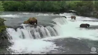 Two Brown Bear Cubs Fall Off Brooks Falls