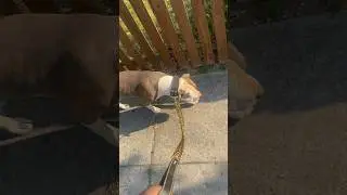 Gold Cuban link dog leash