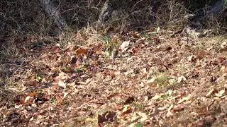 Eastern Phoebe Flicking Tail