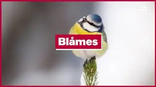 1 December: Bl&aring;mes
