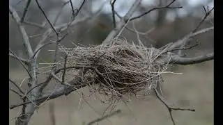 i hope all is well | 02raps | out the nest (track 2)