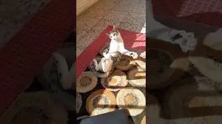 Funny Moments with Ulduz (Star) 🐾 | Solo Cat Fun
