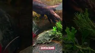 🐡 Relaxing Aquarium Short | Peaceful Fish Tank HD