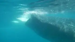 Whale Shark Moalboal