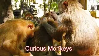Quiet Grooming, Deep Love — A Family Moment Before a Strange Reaction