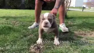 Most Beautiful puppy in the world; LILAC TRI OLDE ENGLISH BULLDOGGE; BULLYADE Vitamins for dogs