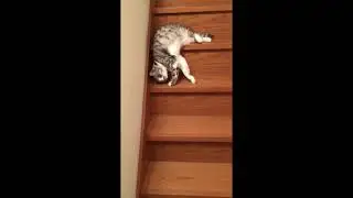 Merdivenden S&uuml;r&uuml;nerek İnen &Uuml;şenge&ccedil; Kedi | LAZY CAT #kedi #yavrukedi #cutecats #kitten