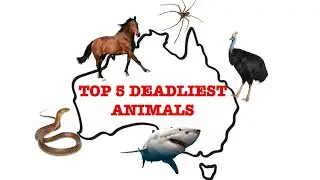 TOP 5 DEADLIEST AUSTRALIAN ANIMALS