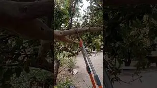 Pruning a Guava Tree: Essential Tips for Healthier Growth