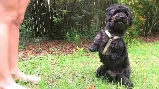 Pawless Poodle Gets Prosthetic Limbs, Finds New Home