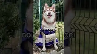 Blant, a husky || COMO TUDU COME&Ccedil;&Ocirc;.