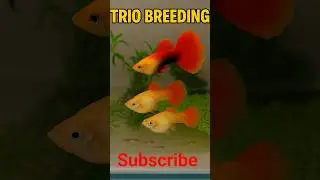 AFR Guppy Trio Breeding Setup!🐠 Full Red Giants + Fry Explosion!#GuppyFarm #AFRGuppy #FishBreeding