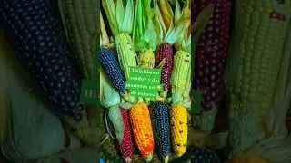 De colores salio unos granos de ma&iacute;z blanco  #bendiciones suscribase
