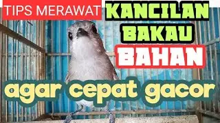 CARA MERAWAT KANCILAN BAKAU AGAR CEPAT GACOR
