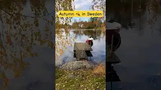 Autumn is magical in Sweden 🇸🇪 🍂#autumn #sweden #shorts