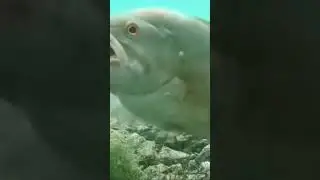 Bass Fishin #fishing #amazing #aquarium #fish #amazon #aquariumfish #river #monster #bassfishing