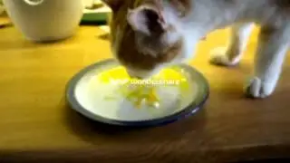 Has your Cat lost weight ?,very thin, off their food, no appetite?