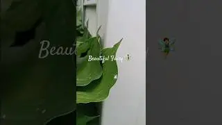 Fairies Are Real #fairy #mythical #legend #youtube #bug #amazing #fairies #awesome #nature #shorts