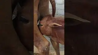 #calffeeding# Animal love
