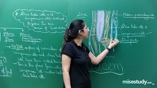 Anatomy of flowering plants | Biology | CBSE Video Lecture | Misostudy