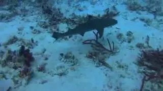 Released BlackTips  swim in ocean for 1st time!