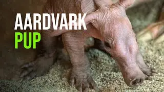 A Female Aardvark Has Given Birth At Prague Zoo