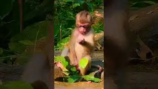 Beyond Bananas: The Rich Diversity of Monkey Lifestyles Primate Paradise: A Deep Dive into the World