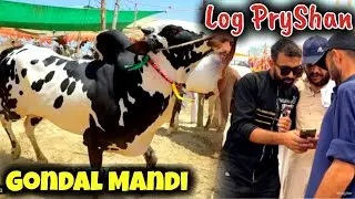 Gondal Cow Mandi 2024 - Fateh Jang bull 2024 - Bakra Mandi 2024 - Qurbani 2024 latest - Part 4